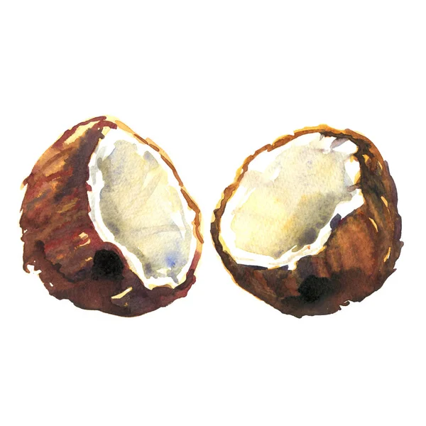 Färsk kokos skuren i halv skivad, bruten kokos, hälsosam mat, isolerad, förpackning designelement, handritad akvarell illustration på vitt — Stockfoto