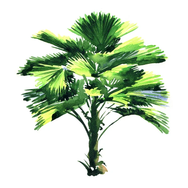 Palm tree with green leaves isolated, watercolor illustration on white — Stockfoto
