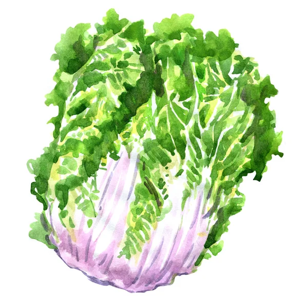 Fresh whole chinese cabbage, Brassica rapa, Pekinensis, Peking, pe-tsai, green salad. Healthy vegetarian food, isolated, package design element, hand drawn watercolor illustration on white — Zdjęcie stockowe