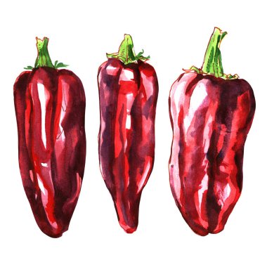 Taze kırmızı biber takımı. Olgun organik sebzeler, yakın plan, yalıtılmış, etiketli ambalaj tasarımı, sağlıklı vejetaryen yiyecekler, izole edilmiş, elle çizilmiş suluboya resimler beyaz üzerine.