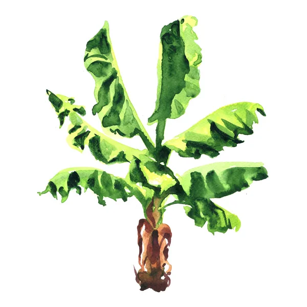 Drzewo bananowe z zielonymi liśćmi, tropikalna palma dżungli, projekt ogrodu, odizolowany, ilustracja akwarela na białym — Zdjęcie stockowe