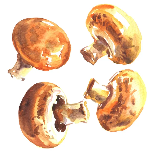 Champiñón fresco. Conjunto de champiñones hongos reales, primer plano, aislado, acuarela dibujada a mano ilustración en blanco —  Fotos de Stock