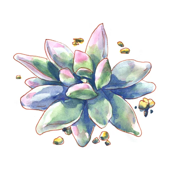 Echeveria succulent, evergreen plant, flowering houseplant, ornamental garden plants, close-up, isolated, hand drawn watercolor illustration on white — 스톡 사진