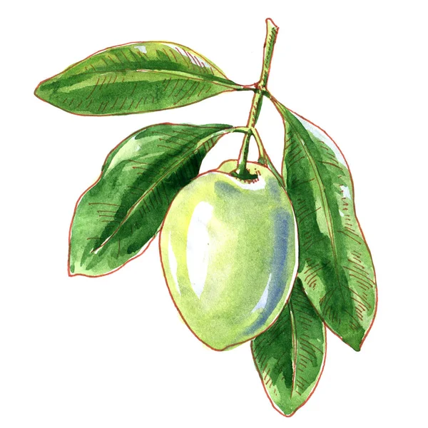 Green Olive Leaves Close Package Design Element Single Olive Fruit — Stock Photo, Image