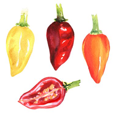Taze kırmızı, sarı, turuncu biber seti. Tam ve dilimlenmiş organik sebzeler, yakın plan, izole edilmiş, ambalaj tasarımı elementi, izole edilmiş, beyaz arka planda elle çizilmiş suluboya çizimi