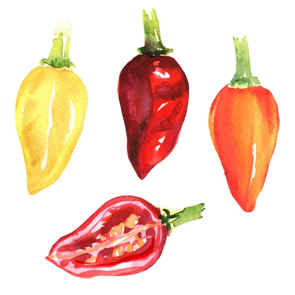 Taze kırmızı, sarı, turuncu biber seti. Tam ve dilimlenmiş organik sebzeler, yakın plan, izole edilmiş, ambalaj tasarımı elementi, izole edilmiş, beyaz arka planda elle çizilmiş suluboya çizimi
