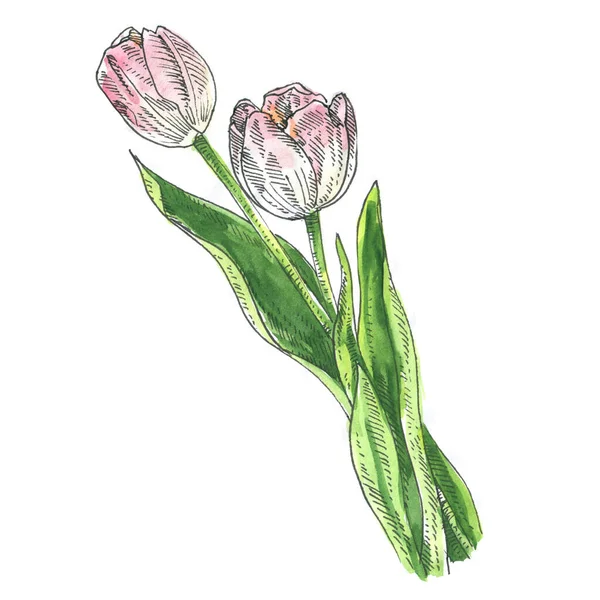 Dos Tulipanes Rosados Flor Tierna Aislado Ilustración Acuarela Dibujada Mano —  Fotos de Stock