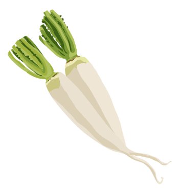 Daikon turpu. Olgun organik, taze sebze, vejetaryen sağlıklı yiyecekler, düz stil, ikon, grafik sembolü, çiftlik pazarı menüsü tasarımı. İzole nesne, yakın plan, beyaz arkaplanda vektör illüstrasyonu
