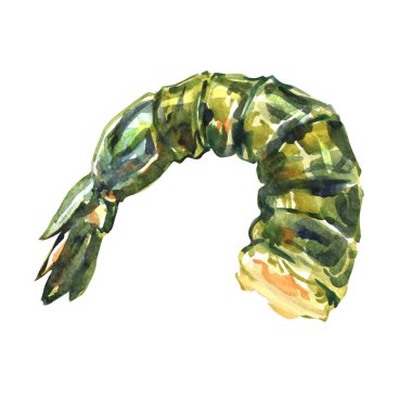 Çiğ kaplan karidesi, karides, deniz ürünleri, izole edilmiş nesne, yakın plan, beyaz arka planda elle çizilmiş suluboya çizimi