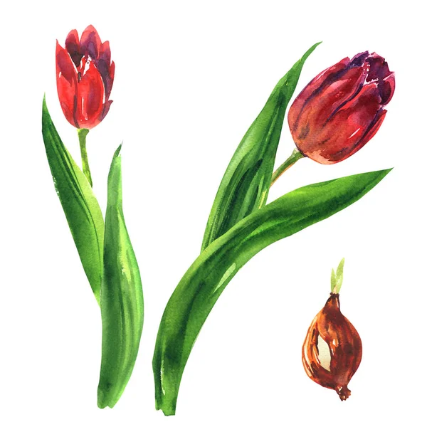 Dva Červené Tulipány Cibulí Jemné Květiny Izolované Ručně Kreslené Akvarel — Stock fotografie