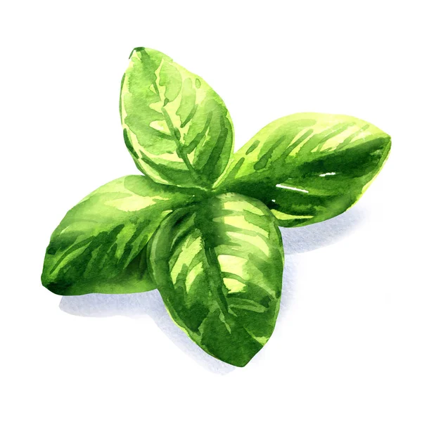 Fresh Green Basil Herb Leaves Ocimum Basilicum Spice Ingredient Organic — Photo