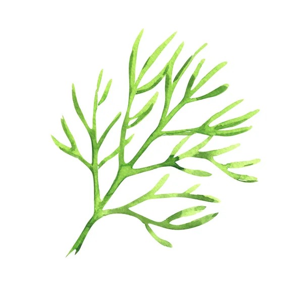Fresh Green Dill Leaves Natural Organic Healthy Food Vegetarian Ingredient — Fotografia de Stock