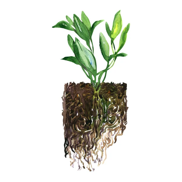 Green Sprout Seedling Roots Soil Isolated Young Plant Grow Growth — Zdjęcie stockowe