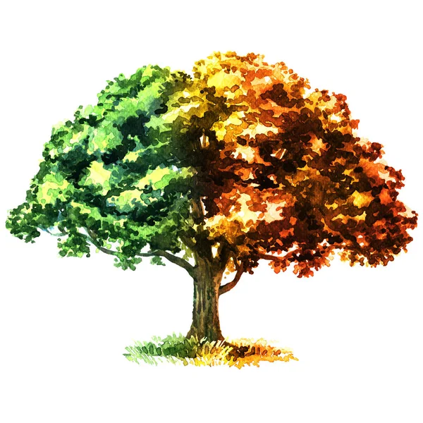 Καλοκαιρινό Και Φθινοπωρινό Δέντρο Εποχής Όμορφο Φυλλοβόλο Δέντρο Απομονωμένο Κήπο — Φωτογραφία Αρχείου