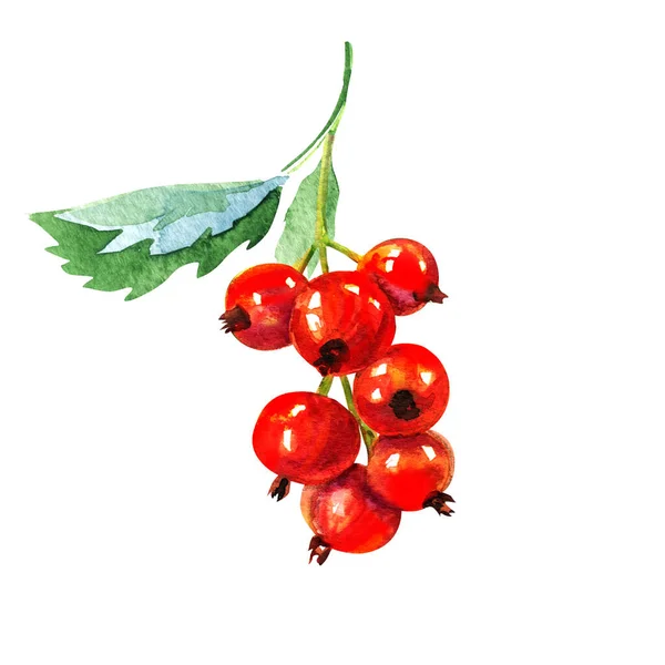 Red Ripe Currant Green Leaf Summer Sweet Berry Close Package — Stock Photo, Image