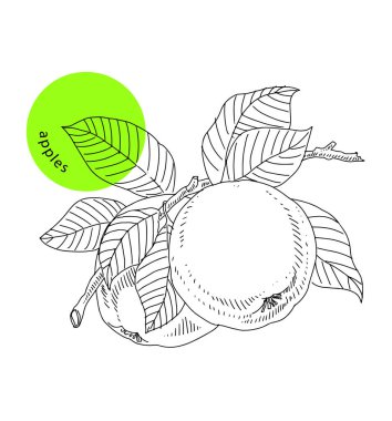 Elma meyvesi dalı, yapraklı iki elma, el çizimi eskiz, klasik. Paket tasarım elementi, organik vejetaryen yiyecekler. Kabartmalı vektör illüstrasyonu, klipsleme sanatı, beyaz arkaplanda izole edilmiş