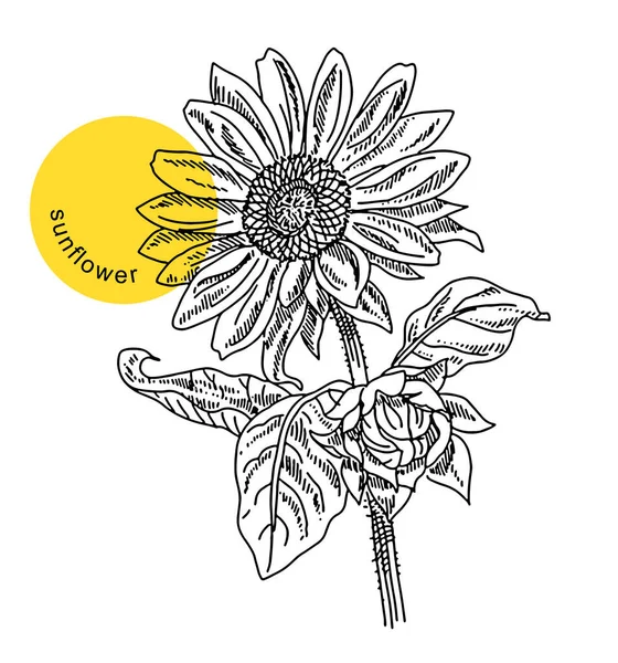 Sunflower, flower head with leaves, plant, hand drawn sketch, ink, vintage engraving. Design element for decoration package, shops, markets. Engraved vector illustration, isolated on white background