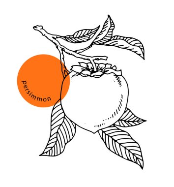 Dalında hurma yaprağı, mürekkep, el çizimi eskiz, eski gravür. Dekorasyon tarifleri, menüler, dükkanlar, pazarlar için tasarım öğesi. Beyaz arkaplanda izole edilmiş oymalı vektör illüstrasyonu