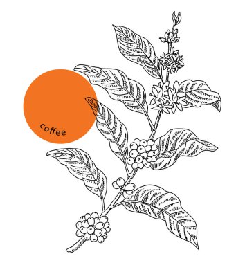 Dalında kahve arap fasulyesi, el çizimi eskiz, mürekkep, eski gravür. Dekorasyon paketi, mağazalar, pazarlar için tasarım elemanı. Beyaz arkaplanda izole edilmiş oymalı vektör illüstrasyonu