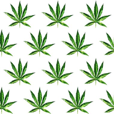 Yeşil marihuana yaprağı dikişsiz desen, kenevir yaprağı uyuşturucu otu. Beyaz arkaplanda elle çizilmiş suluboya çizimi