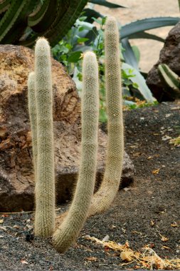 kaktüs (espostoa melanostele)