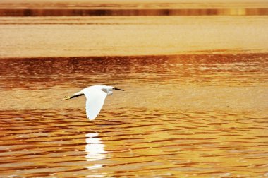 gün batımında uçan kuş