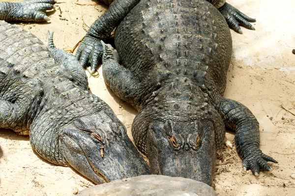 Two alligators sunbathing on sand — Stock Photo, Image