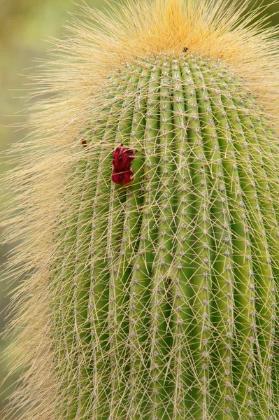 Cactus blossom — Stock Photo, Image