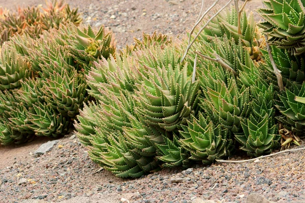 Desert cactus — Stock Photo, Image