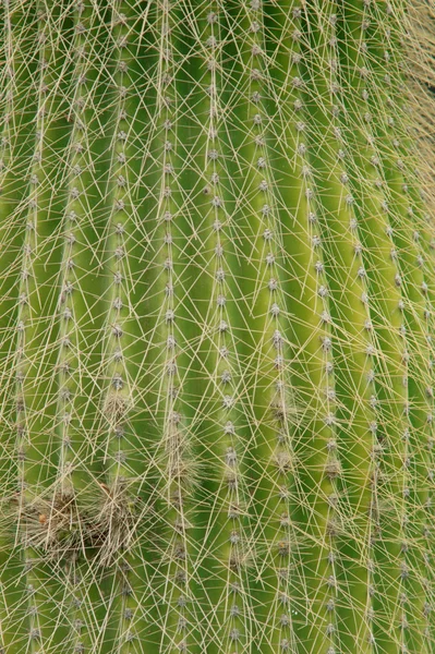Cactus texture — Stock Photo, Image