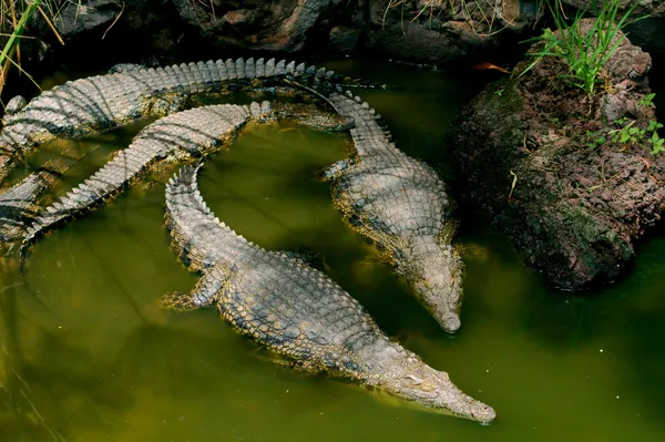 Crocodiles — Stock Photo, Image