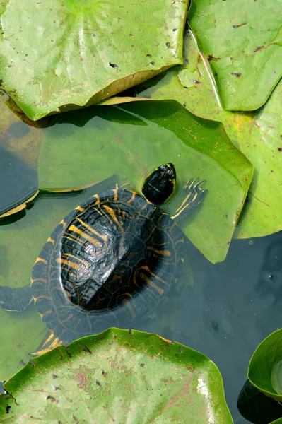 Malé zelené želvy v rybníku — Stock fotografie