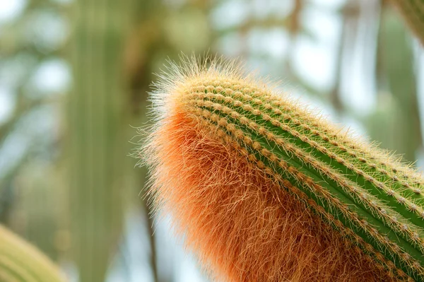 Fluffy cactus — Stock Photo, Image