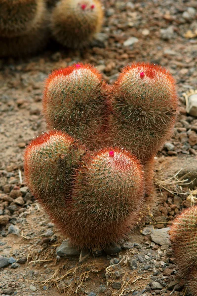 Small cactus in desert — Stock Photo, Image