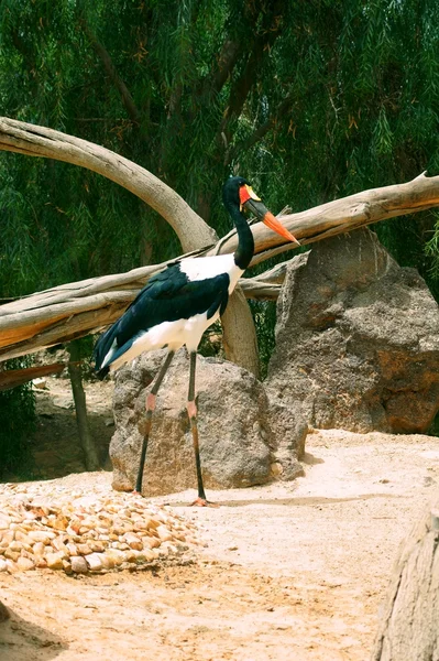 Sadel - fakturerade stork — Stockfoto