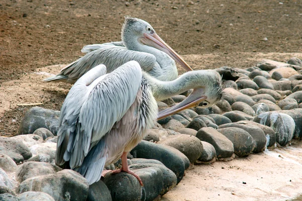 Růžová couval Pelikán — Stock fotografie