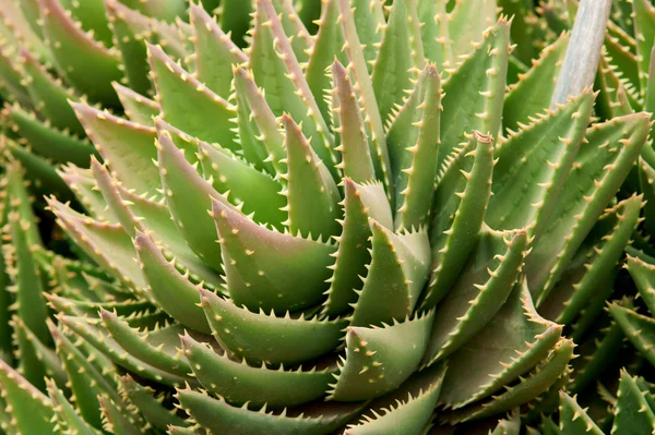 Cactus close-up — Stock Photo, Image