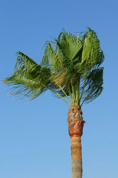 Palmy — Zdjęcie stockowe