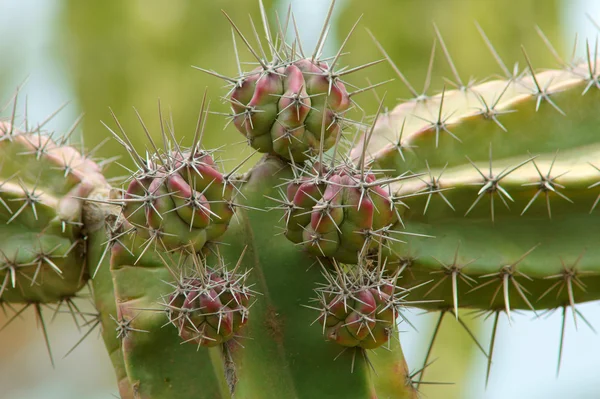 Cactus doornen — Stockfoto