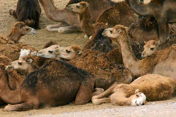 Kameler liggande — Stockfoto