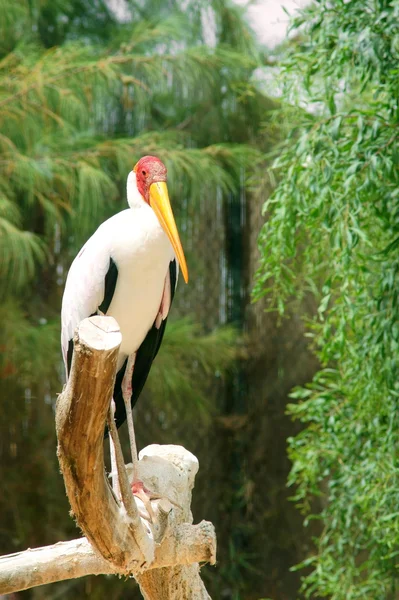 (Mycteria ibis) — Stok fotoğraf