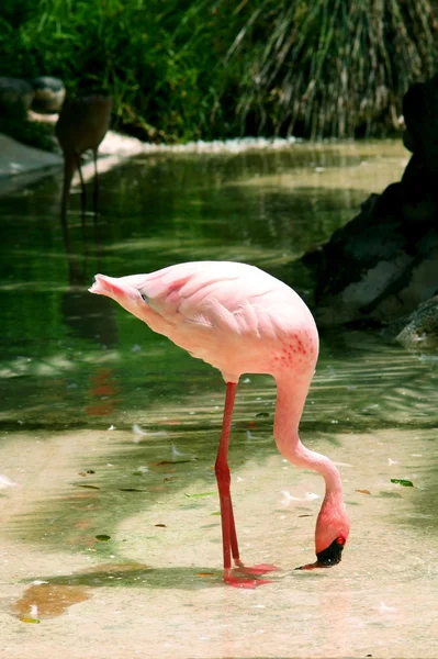 Flamingo в поисках пищи — стоковое фото