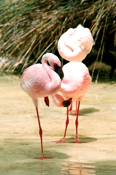 Flamingo Ordförande — Stockfoto