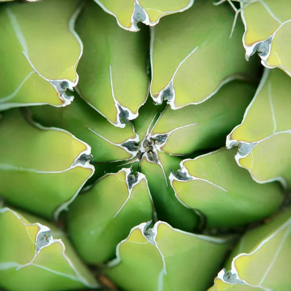 Agave yakın çekim arka plan