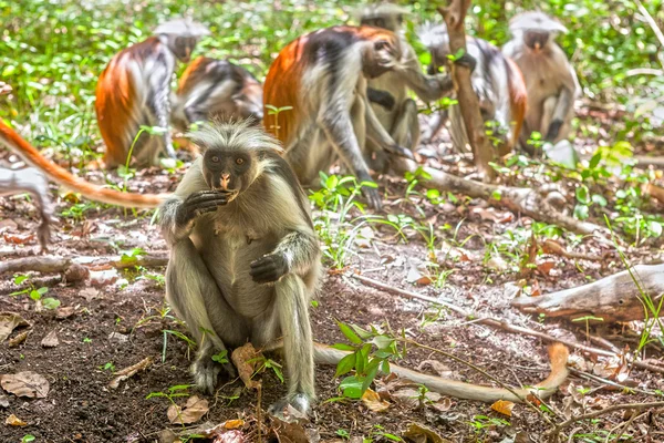 Красный колобус (Piliocolobus kirki) обезьяна — стоковое фото