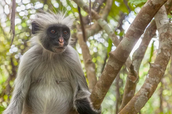 Красный колобус (Piliocolobus kirki) обезьяна — стоковое фото