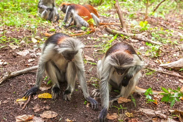 Scimmia coloba rossa (Piliocolobus kirki) — Foto Stock