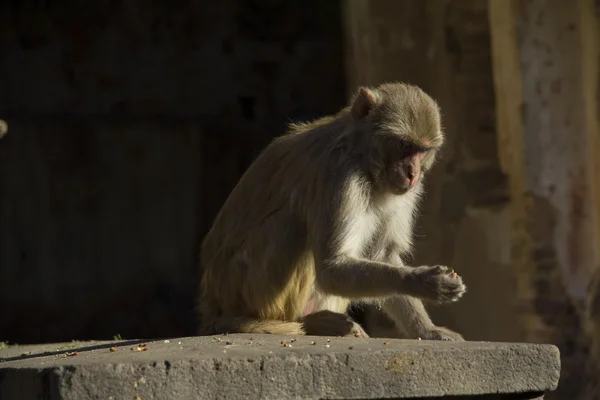 Holy monkeys — Stock Photo, Image