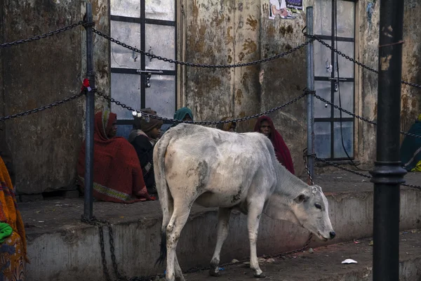 Holy Cow — Stock Photo, Image