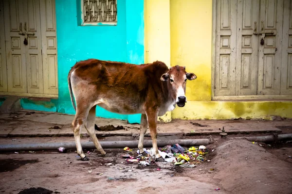 Holy Cow eating trash — Stock Photo, Image